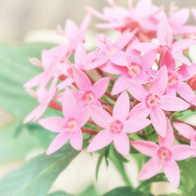美容室Pentas